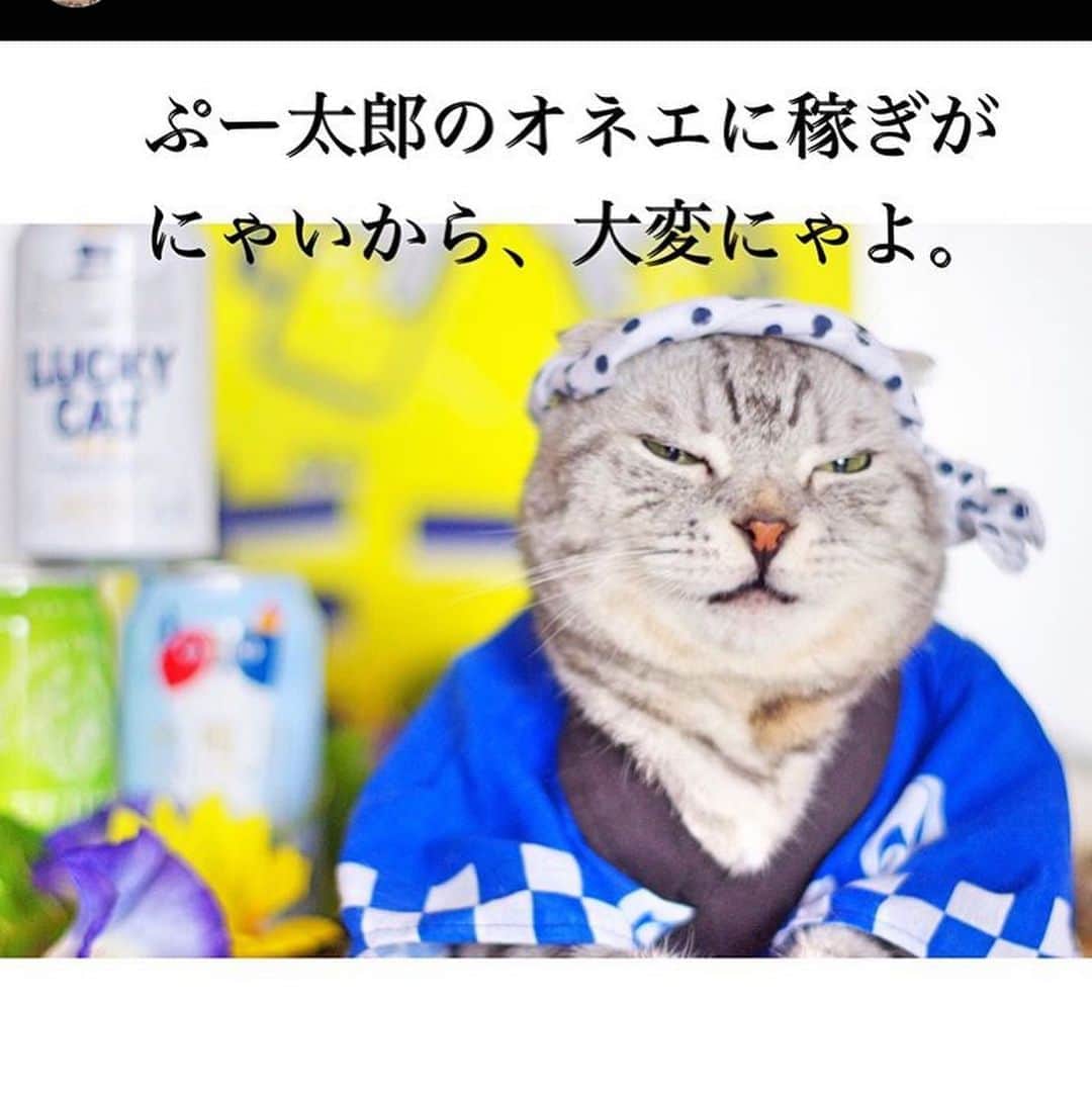 ねこさんのインスタグラム写真 - (ねこInstagram)「【#ねこは人を笑顔にする】❣️ 居酒屋始めるだと？！🏮🍺😻 すみませーん、生と枝豆と冷奴くださ〜い✋✨ @momojiro1015 さん、ありがとう🌟✨⚡️ #Repost @momojiro1015 with @make_repost ・・・ Izakaya Momojiro【居酒屋もも次郎🏮】is open.  Enjoy Japanese style bar 🍺.🍻  「居酒屋もも次郎🏮」を始めました🍻 ・ みにゃ様、 ☀️暑い中お疲れ様にゃす🐾 ちめたーい🍺でも呑んでゆっくりして行ってにゃ。 ・ ・ ・ 久しぶりの法被姿のもも次郎さん、やる気満々🔥🔥🔥 @bivi0303 さんの法被👘だよーーー💕💕👍🏻 #bivinb  ・ ・ ・ @kawaiinyanmatsuri  カワかっこいいオレオママ👩さん主催✨ #火わいいにゃん祭  ・ バ、バン、バ、バンバンバン🎵「8時だよ全員集合！」いかりや長助さんみたいなもも次郎さんが、お邪魔致しまーす🤣 ・ ・ ・ ・ ・ #nyancon01  #ねこは人を笑顔にする  #ペトラフ  #ペトラフ夏コレ  #peppyフォト部  #peppyサマーフォトコン  #peppycats20秋表紙応募  #ペトこと猫部  #サンディ  #シマホスマイル  #シマホネコダスケ  #ねこと暮らす  #ねこのいる生活  #スコティッシュフォールド  #scottishfold  #nyanstagram  #みんねこ  #今日のうちの子  #ニャンスタグラム  #ふわもこぶ  #ねこずきさんと繋がりたい  #朝ワンコ夕ニャンコ #shippo  #catstagram #instacat  #catstagram_japan  #catphoto」8月18日 16時28分 - neko_magazine