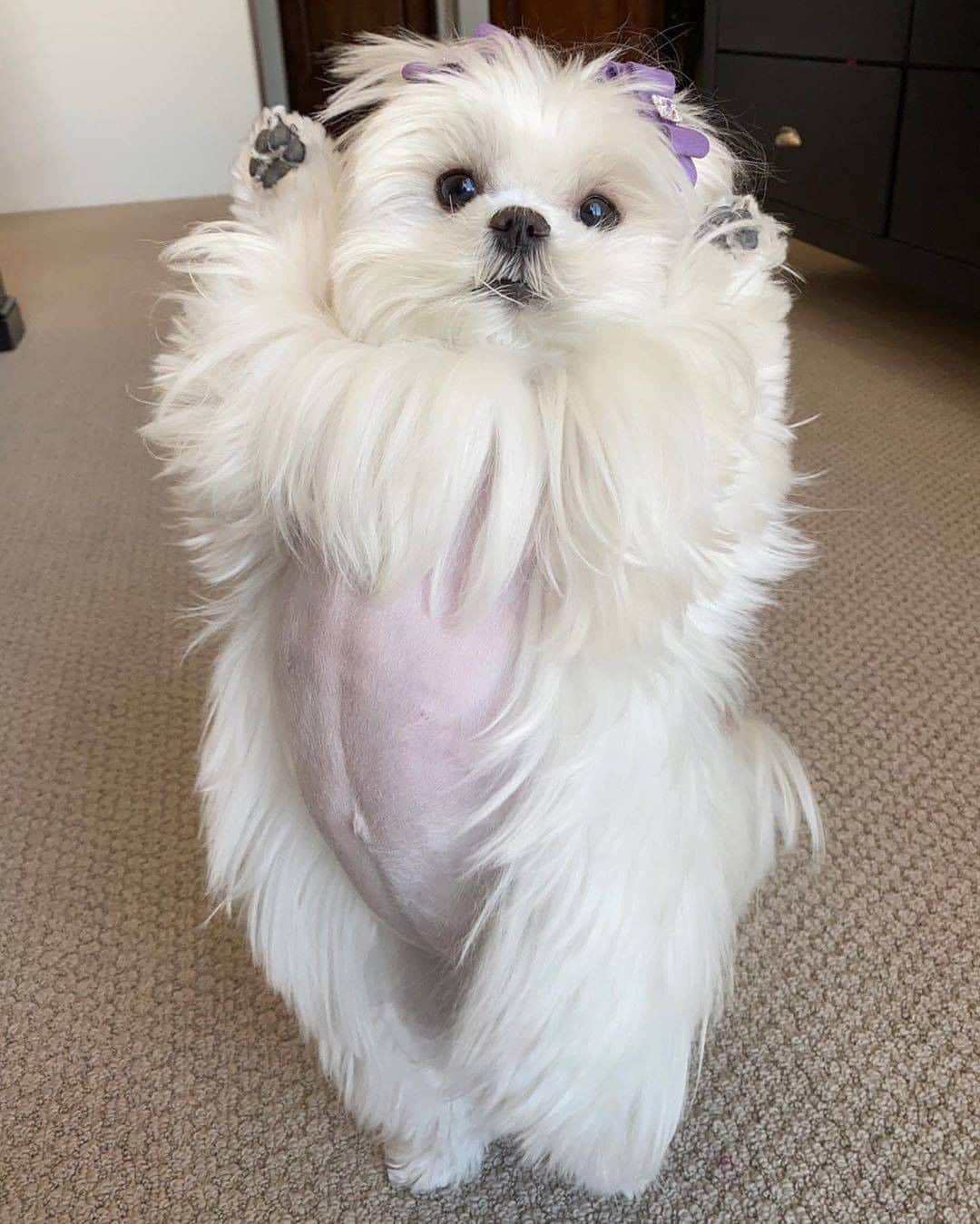 のインスタグラム：「Look at my pink belly 🐾 - 📷 @cocothemaltesedog - #barked #dog #doggo #Maltese #MalteseDog」