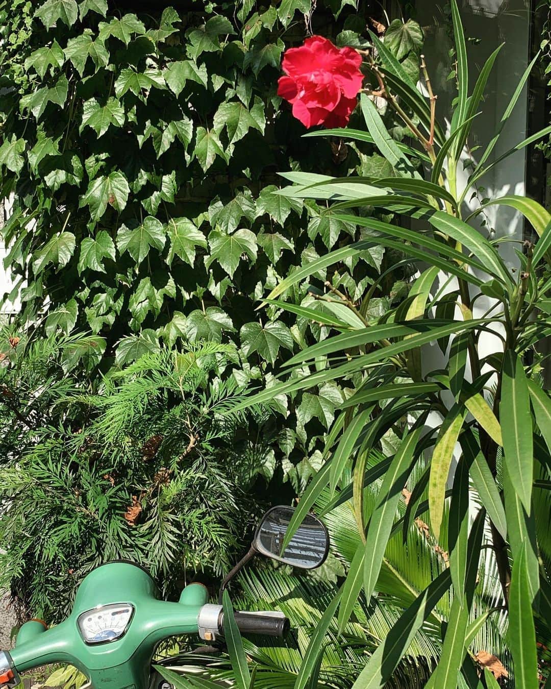 のインスタグラム：「#花壇ウォッチャー at @samva_shop」