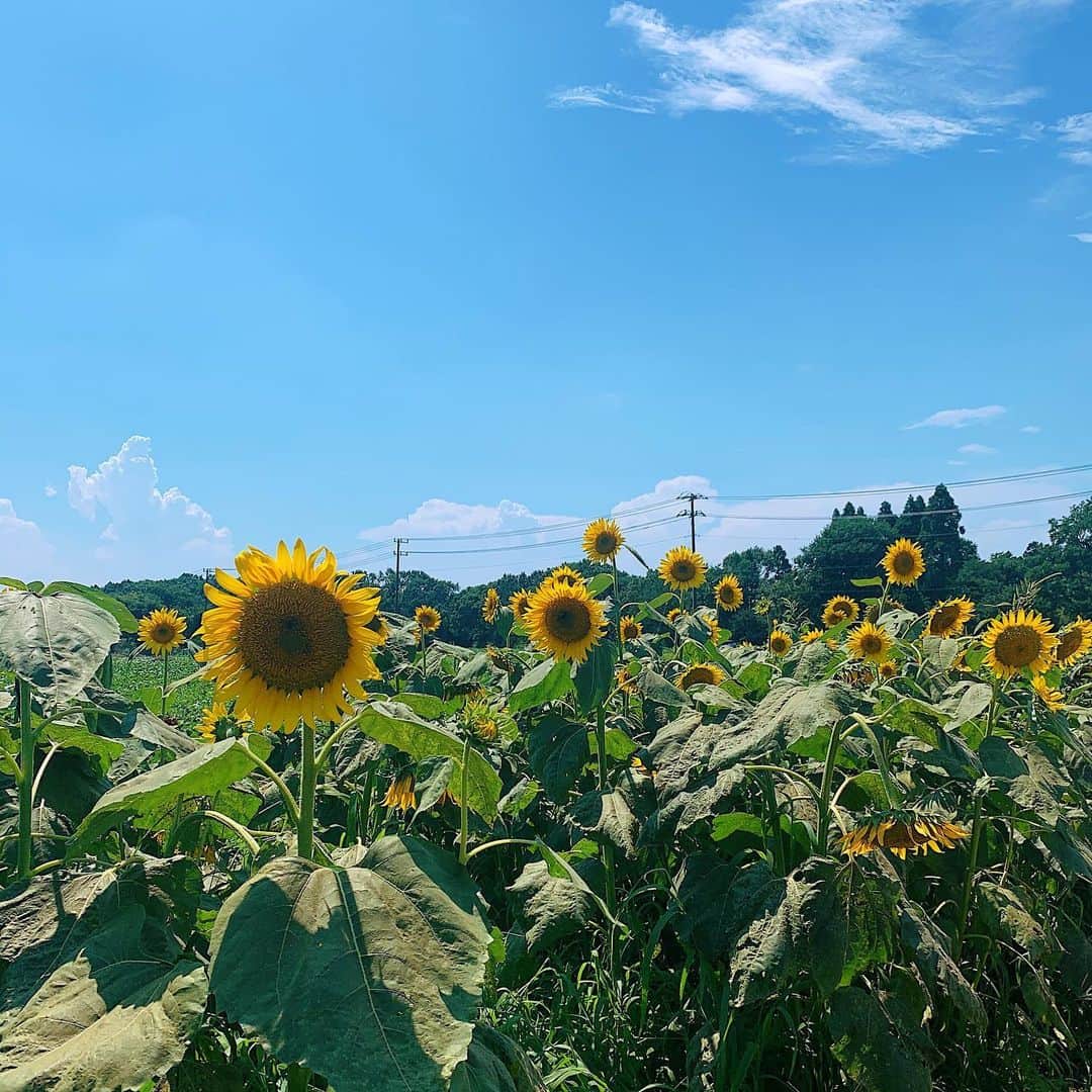 HANAEのインスタグラム：「_ 🌻💙☁️ #summer #summervacation」