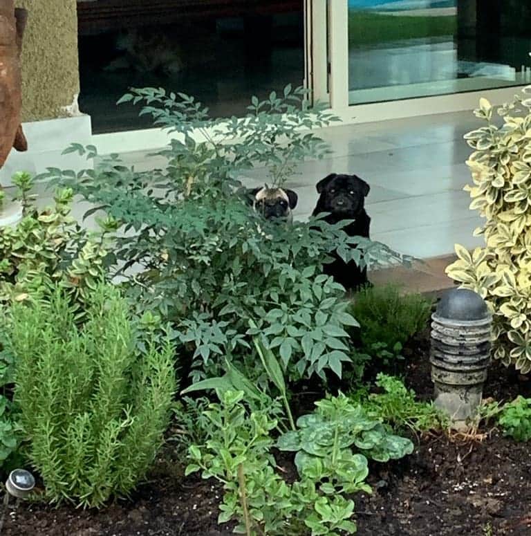 のインスタグラム：「#pug nikita#las sister#」