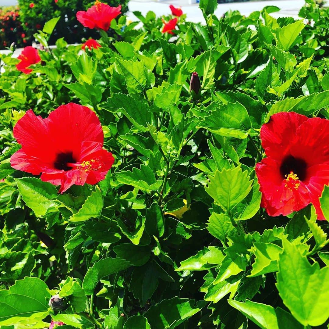 サザンビーチホテル＆リゾート沖縄さんのインスタグラム写真 - (サザンビーチホテル＆リゾート沖縄Instagram)「沖縄本島の一番南、糸満は只今32℃。 アチサイビーンヤー（沖縄方言：暑いですね～）  太陽が元気で敷地内のハイビスカスもハツラツとしています！ 実は、正面玄関にあるクイナのオブジェが、最近人気の撮影スポット。  #糸満贅沢リゾート #サザンビーチホテル #サザンビーチホテルアンドリゾート沖縄 #southernbeachhotelandresortokinawa  #夕陽がキレイ #夏休み #糸満 #沖縄 #リゾート #ハイビスカス #撮影スポット #クイナ #Sunset #summer #Itoman　#Okinawa #Sea #Beach #Resort　#Hibiscus #kuina #Photo-spots  #Photo #서든비치호텔 #노을 #여름방학  #오키나와 #바다 #비치 #리조트」8月18日 17時09分 - southernbeachokinawa
