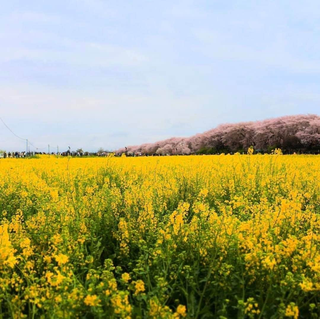 Photobackさんのインスタグラム写真 - (PhotobackInstagram)「桜と菜の花のコラボレーション🌸 こちらは埼玉県にある権現堂桜堤。 6月は紫陽花、秋は曼珠沙華、冬は水仙 と季節の花々が楽しめます🥰 . ステキなお写真投稿 ありがとうございます！ . 「Instagram投稿キャンペーン」で #photobackタビフォト をつけて 投稿いただい作品の中から、 素敵な作品をご紹介します。 . . ご好評につき、Instagram投稿 キャンペーン第二弾を開催中！ . 引き続き、 ①Instagramで@photoback.jp をフォロー ②#photobackタビフォト の ハッシュタグをつけて、 旅の思い出投稿をするだけで 投稿していただいた方の中から抽選で JTB旅行券1万円分を2名様にプレゼント🎁 . ※ご注意※ キャンペーン期間中(8/5～8/31)に 投稿された写真が 抽選の対象となります。 過去の投稿済み写真へ タグ付けのみの投稿は 抽選対象外となりますので ご注意ください！ . 写真を投稿する際は、 ぜひ #photoback のハッシュタグも つけてみてくださいね☺️ . キャンペーン締切は8月31日(月)まで！ みなさまからの投稿をお待ちしております！ . . #Repost @mari_matcha • • • • • • #beautifuldayout for #picnic 🌸🌼 #お花見#cherryblossoms🌸 #てくてくお散歩 #小雨だったけど晴れて良かった #ありがとう #紋白蝶も舞う中で #春の訪れを感じる #walkinthepark #everything was blooming at its best🌸🌼 #grateful #thankful #こころ踊る旅へ出よう #photobackタビフォト」8月18日 17時10分 - photoback.jp