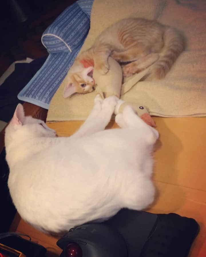 岡田屋鉄蔵のインスタグラム：「チームで獲物を仕留める訓練」