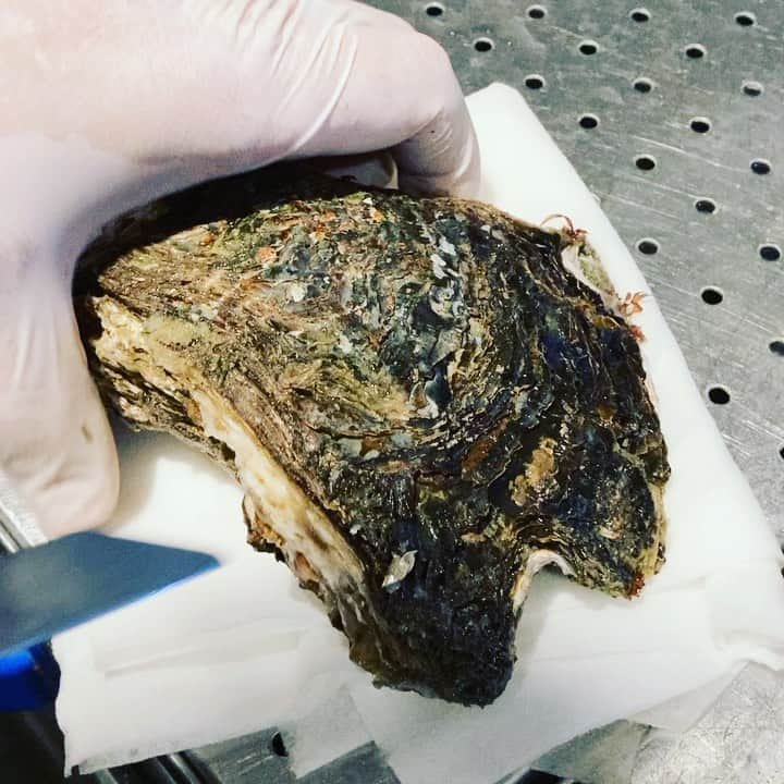 のインスタグラム：「8月18日 徳島の天然岩牡蠣開けてみました！ 貝柱もずっしりしていてとにかく美味しそう〜 一個450円は安すぎですね 今日尋ねた魚金にもし入荷されていたらラッキーです 是非召し上がって下さい  仕入部　片之坂 #錦町#新橋#玉子#居酒屋#銀座#京橋#さんま#海鮮丼#刺身#吉祥寺#オイスター#池袋#干物#ぶり#刺身盛り合わせ#パエリア#渋谷#魚好きと繋がりたい #レモンサワー#始めました#神楽坂#横浜グルメ#飲酒タグラム#野菜たっぷり#日本酒好きな人と繋がりたい #鯛#岩牡蠣#ステーキ#yummy」