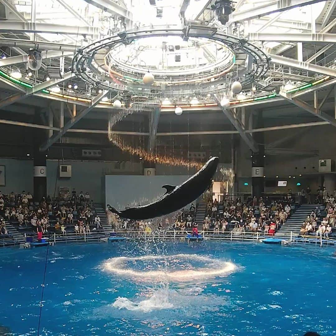 桜井彩のインスタグラム：「* * 暑いので、涼しい写真を📷✨ #水族館#イルカショー#クジラ」