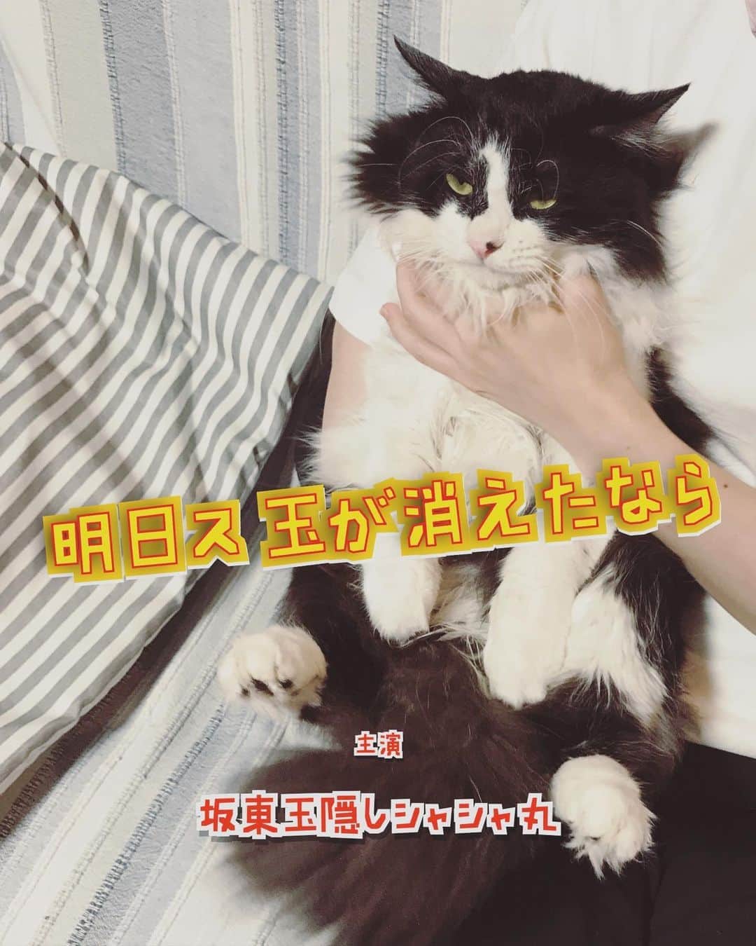 もじゃころのインスタグラム：「いよいよ坂東玉隠しシャシャ丸は明日去勢手術によりス玉がなくなります🥺🥺🥺明日からは坂東玉無くしシャシャ丸です🥺🥺🥺明日の朝病院に連れて行って昼手術、一泊して木曜に帰ってきます。1日ばんどぅがいないかと思うと寂しい😭無事何事もなく帰ってきてほしいです！ 最後の玉を記念撮影しようとしたんだけど、玉が小さい&毛むくじゃらなせいで全く写真に撮れませんでした😂  『明日ス玉が消えたなら』とか『ス玉のない世界で』とかいうタイトルで2時間映画1本撮れそう…🥺  ばんどぅがんばれ！ばんどぅがんばれ！ばんどぅがんばれ！  #坂東玉隠しシャシャ丸」