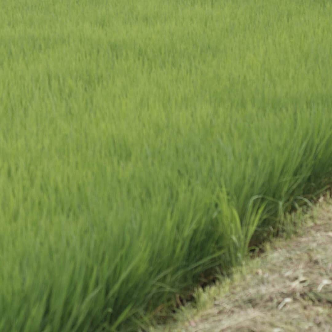 ヒラハルのグルメインスタ