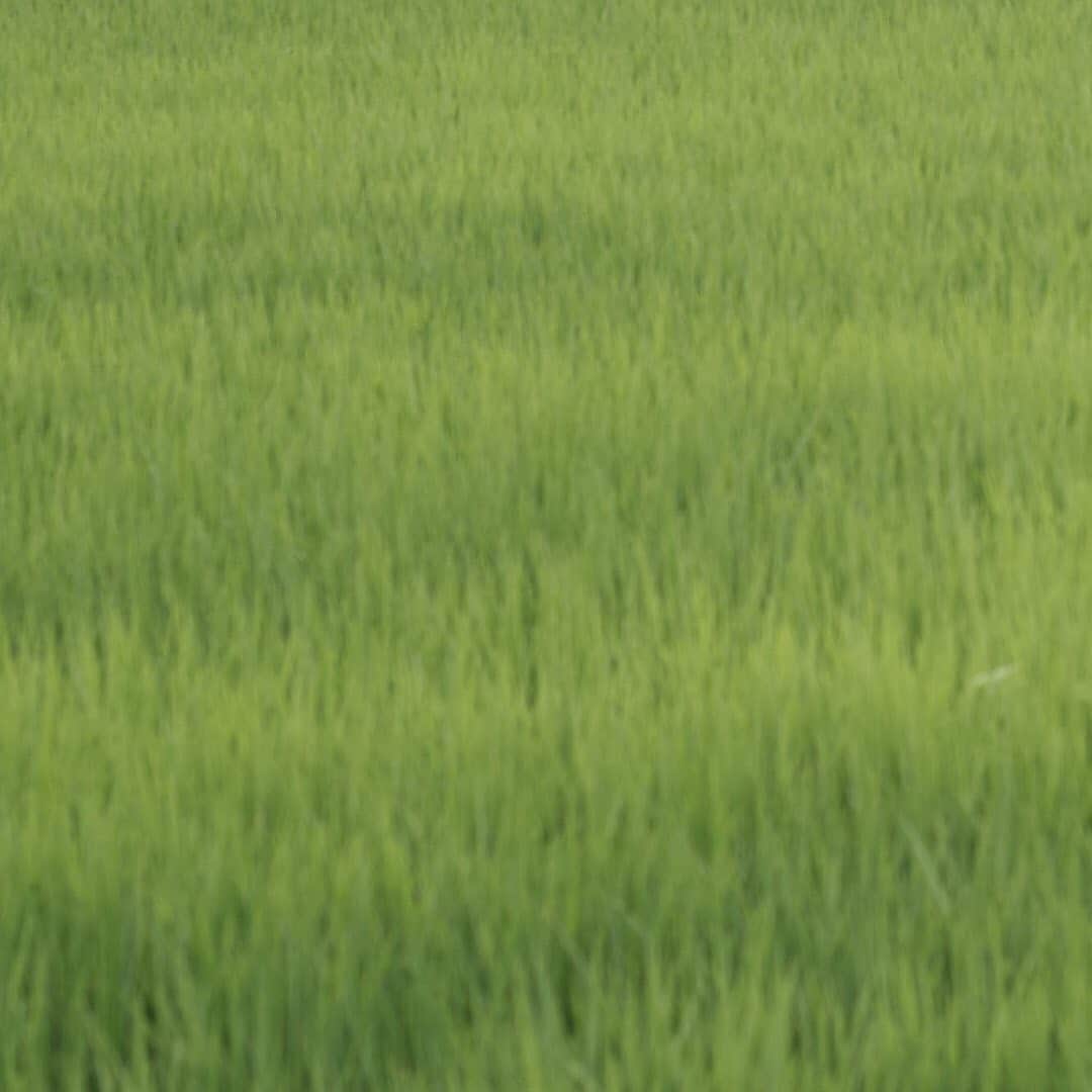 ヒラハルのグルメインスタ