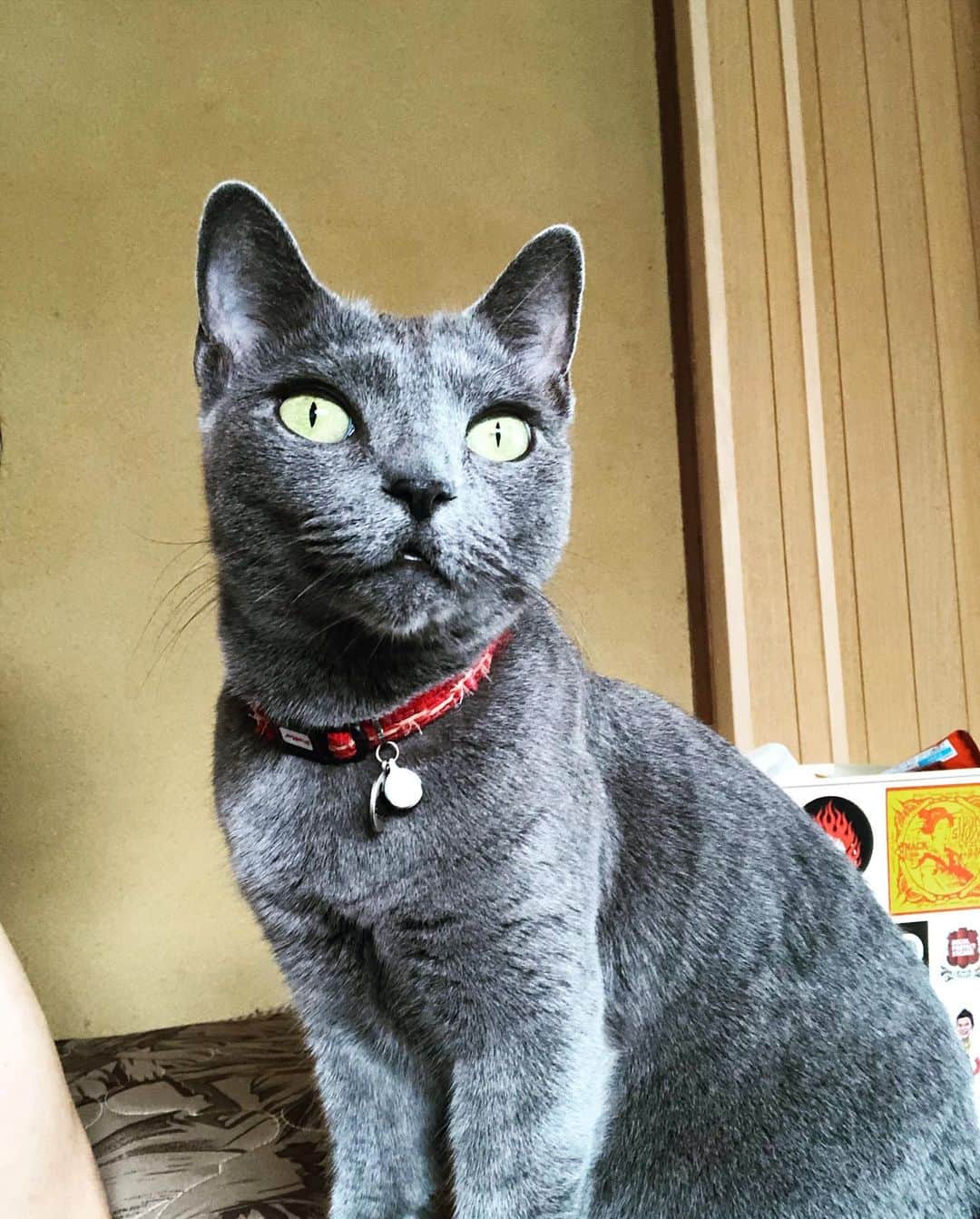 金成公信のインスタグラム：「目の中のやつほっそー。#ネコ #猫 #cat #catlife #catstagram #catlover #catsofinstagram #cats #猫のいる暮らし #猫好きさんと繋がりたい #灰猫 #ロシアンブルー #russianblue #瑠美子 #梢枝」