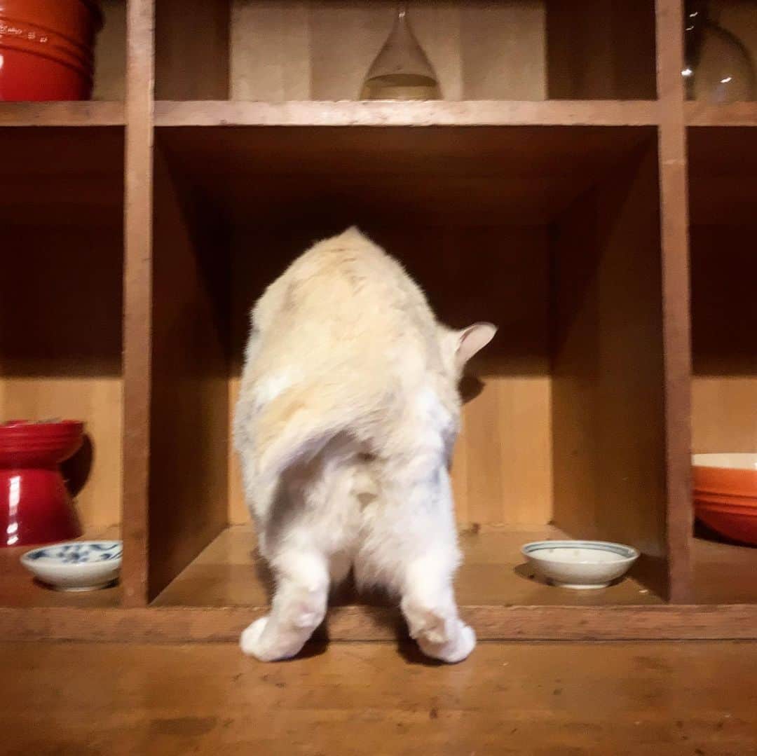 池内万作さんのインスタグラム写真 - (池内万作Instagram)「子猫の餌（栄養たっぷり。おっさんが食うと太る）が大好きなしろっさん。 ねおっさんがいなくなった隙に…… すかさず！ #イケウチ家の猫 #しろっさん #たらっさん」8月18日 18時45分 - mandeshita