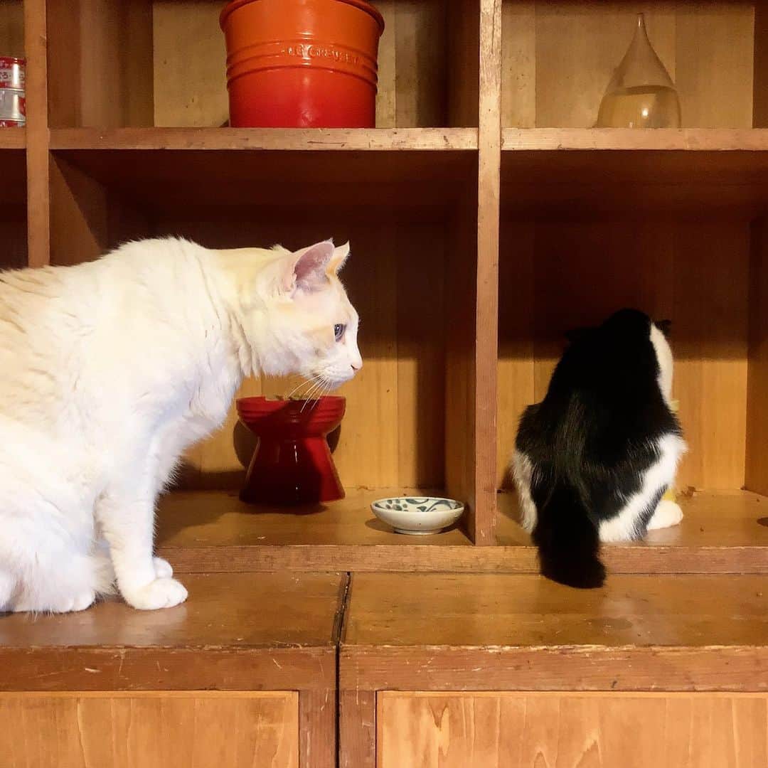 池内万作さんのインスタグラム写真 - (池内万作Instagram)「子猫の餌（栄養たっぷり。おっさんが食うと太る）が大好きなしろっさん。 ねおっさんがいなくなった隙に…… すかさず！ #イケウチ家の猫 #しろっさん #たらっさん」8月18日 18時45分 - mandeshita