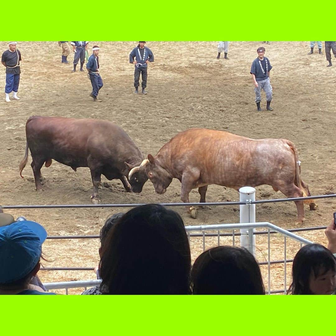 小見山沙空さんのインスタグラム写真 - (小見山沙空Instagram)「この間、小千谷闘牛場で、『闘牛』を見に行ってきました🐃  15歳、16歳のかっちょいい牛から、2歳、3歳のきゃわいい牛もいました😳☺️  戦うとすごく迫力があって、目が吸い込まれていくような感覚でした😳  そして、まわりにいる勢子さんたちが『よした〜』っていうと牛も力が出てくるみたいです😊 ぜひみなさんもみにいってみてください😶  #ngt48 #小見山沙空 #小千谷闘牛場 #闘牛 #小千谷 #follow #フォロー」8月18日 18時41分 - sara.komiyama727