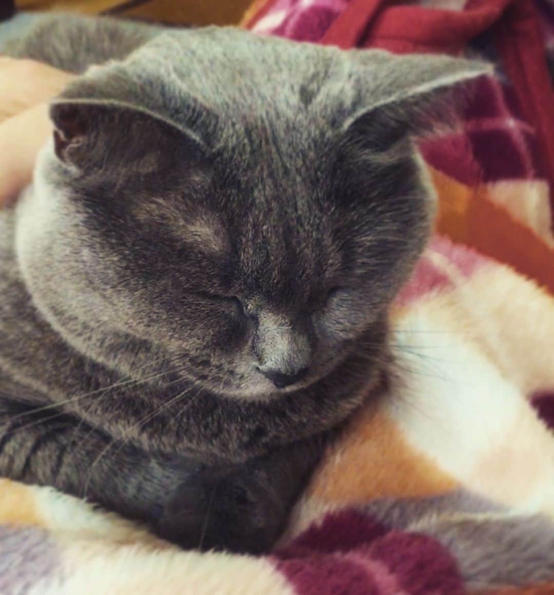 チキン南蛮カレーのルウ王子のグルメインスタ