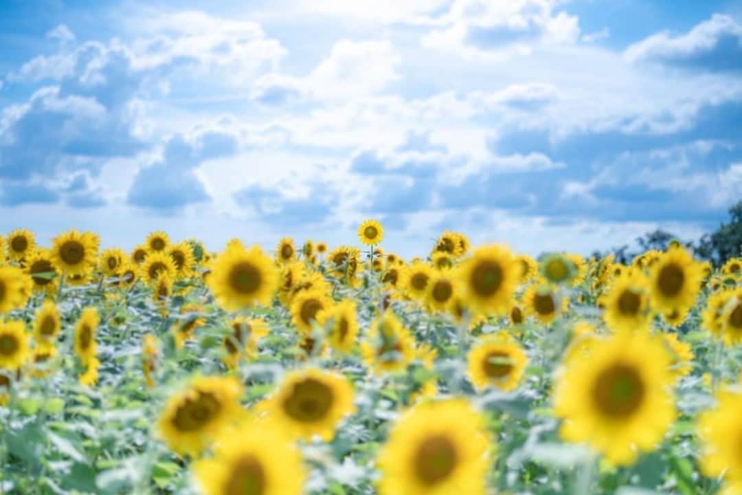 花の写真館のインスタグラム：「Photo by @bamboo1739.⠀ https://instagram.com/bamboo1739/⠀ .⠀ Original Post[投稿いただいたURL]⠀ https://www.instagram.com/p/CC6yiy2JgQc/⠀ .⠀ 本アカウントは、 #私の花の写真 をつけてInstagramに投稿された皆さまの花の写真や、「花の写真館」Facebookページで投稿された花の写真を紹介します。⠀ 「花の写真館」Facebookページは、「 @floral.photograph 」のプロフィールにあるURLからご覧ください。⠀ .⠀ ※各自、政府、自治体など公的機関の指示に従った行動をお願いします。⠀⠀ 東京カメラ部および分室では、写真を「見る楽しみ」を提供することを通して、微力ながら皆様にわずかな時間でも癒しをお届けしたいと思っております。⠀ ※本アカウントは東京カメラ部がFacebook、Instagramのサービスを利用して運営しているもので、Facebook社・Instagramとは一切関係ありません。⠀ .⠀ #花の写真館 #floralphotograph #floralphoto #flower #flowers⠀ Follow: @floral.photograph」