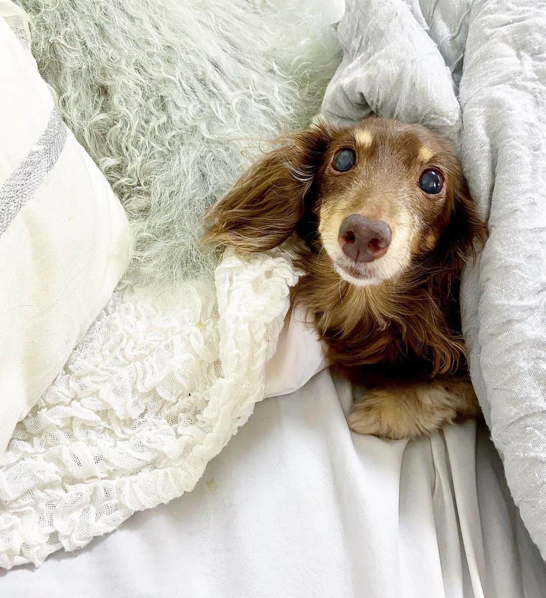 石田美奈子のインスタグラム：「ᴅᴏɢ🤎 . うちの愛犬、暑いのにいつも布団に潜ってる☺︎☺︎☺︎ 布団をはいでもすぐにまた潜っていく😂 顔を出したところを📸♡ . . 🐶 → #minako_coco . #dog #ミニチュアダックス」