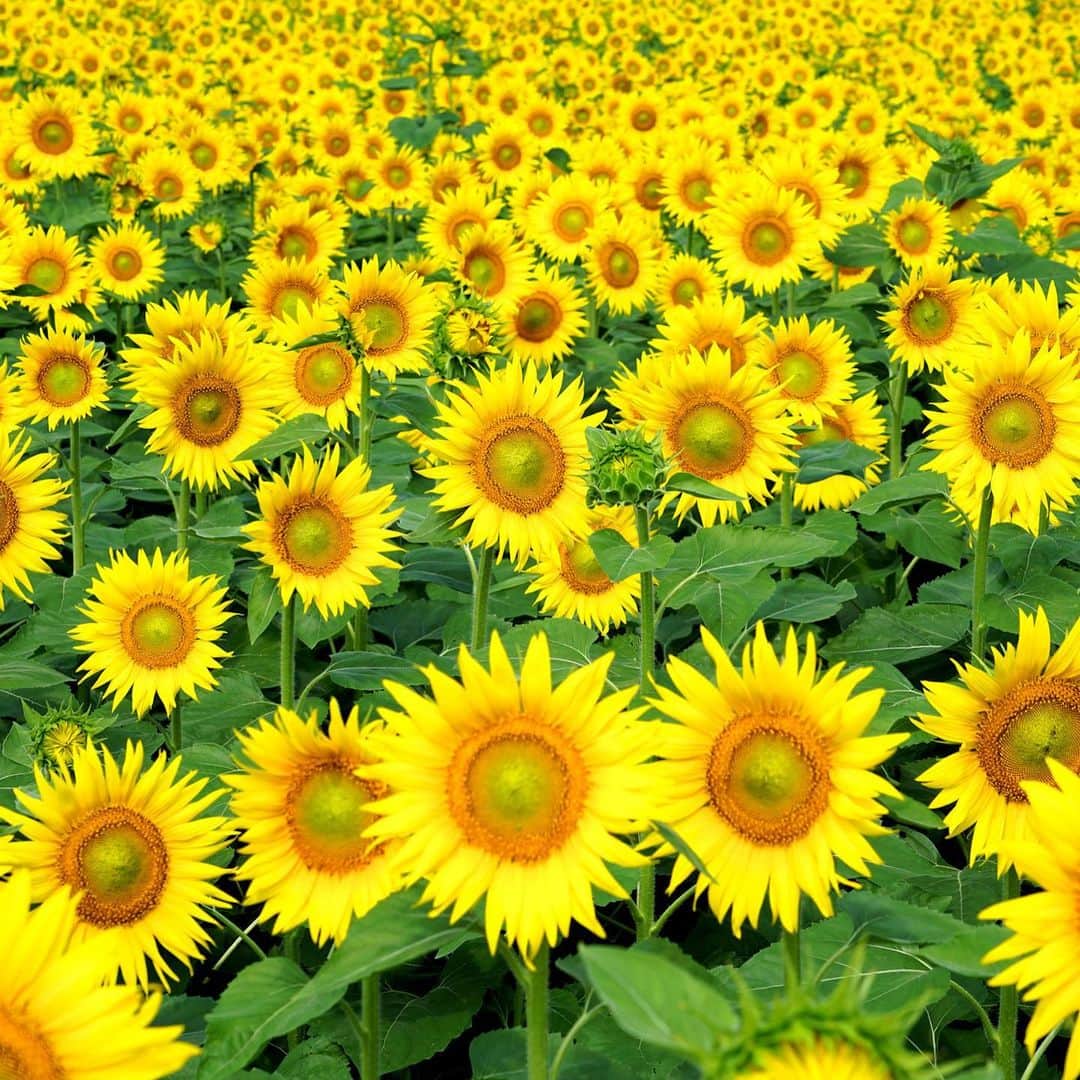 椎名佐千子さんのインスタグラム写真 - (椎名佐千子Instagram)「大変な日々が続きますが、太陽に向かって咲くひまわりのように上を向いて行きましょう❣️  #夏  #大好き  #ひまわり  #元気になるね  #パワーを感じる #上を向いて #黄色 #コロナに負けるな  #頑張ろう  #熱中症にも気をつけて  #今日もファイト」8月19日 6時58分 - enkano.shiinasachikodes