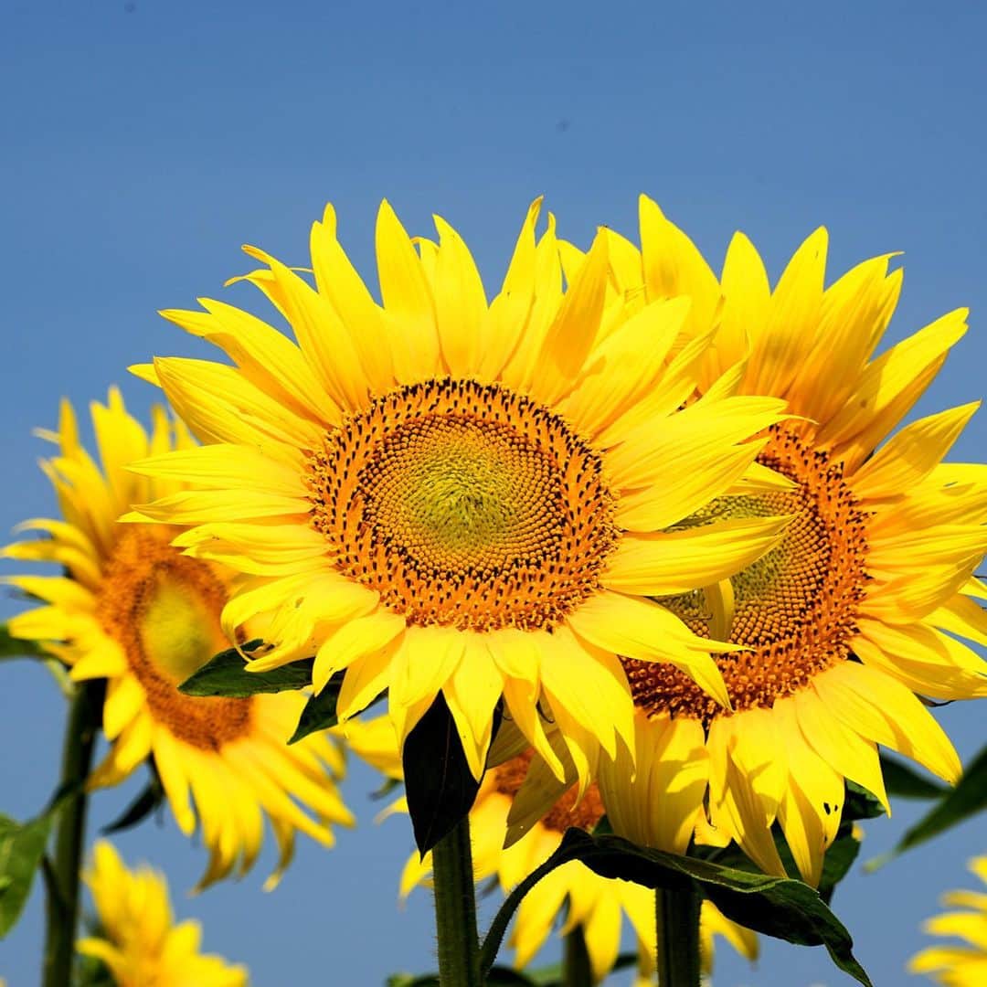 椎名佐千子のインスタグラム：「大変な日々が続きますが、太陽に向かって咲くひまわりのように上を向いて行きましょう❣️  #夏  #大好き  #ひまわり  #元気になるね  #パワーを感じる #上を向いて #黄色 #コロナに負けるな  #頑張ろう  #熱中症にも気をつけて  #今日もファイト」