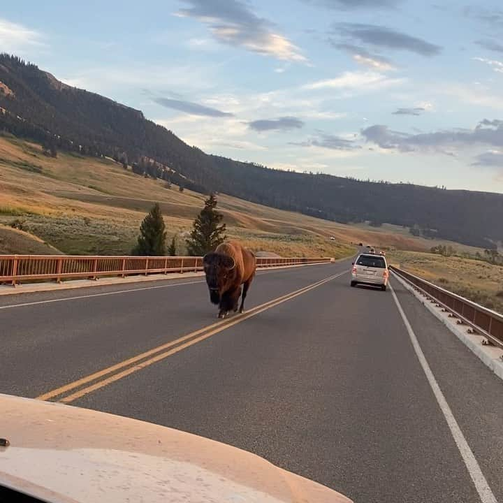 ボー・マーショフのインスタグラム：「I looked into the beast’s eyes and saw my future. #tatanka #buffalo #yellowstonenationalpark」