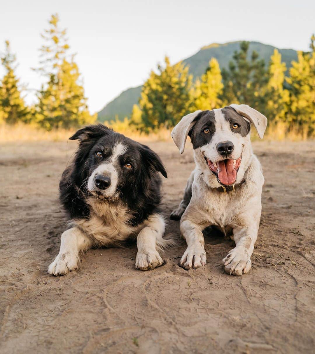Andrew Knappのインスタグラム：「Friends who roll in the dust together live forever.」