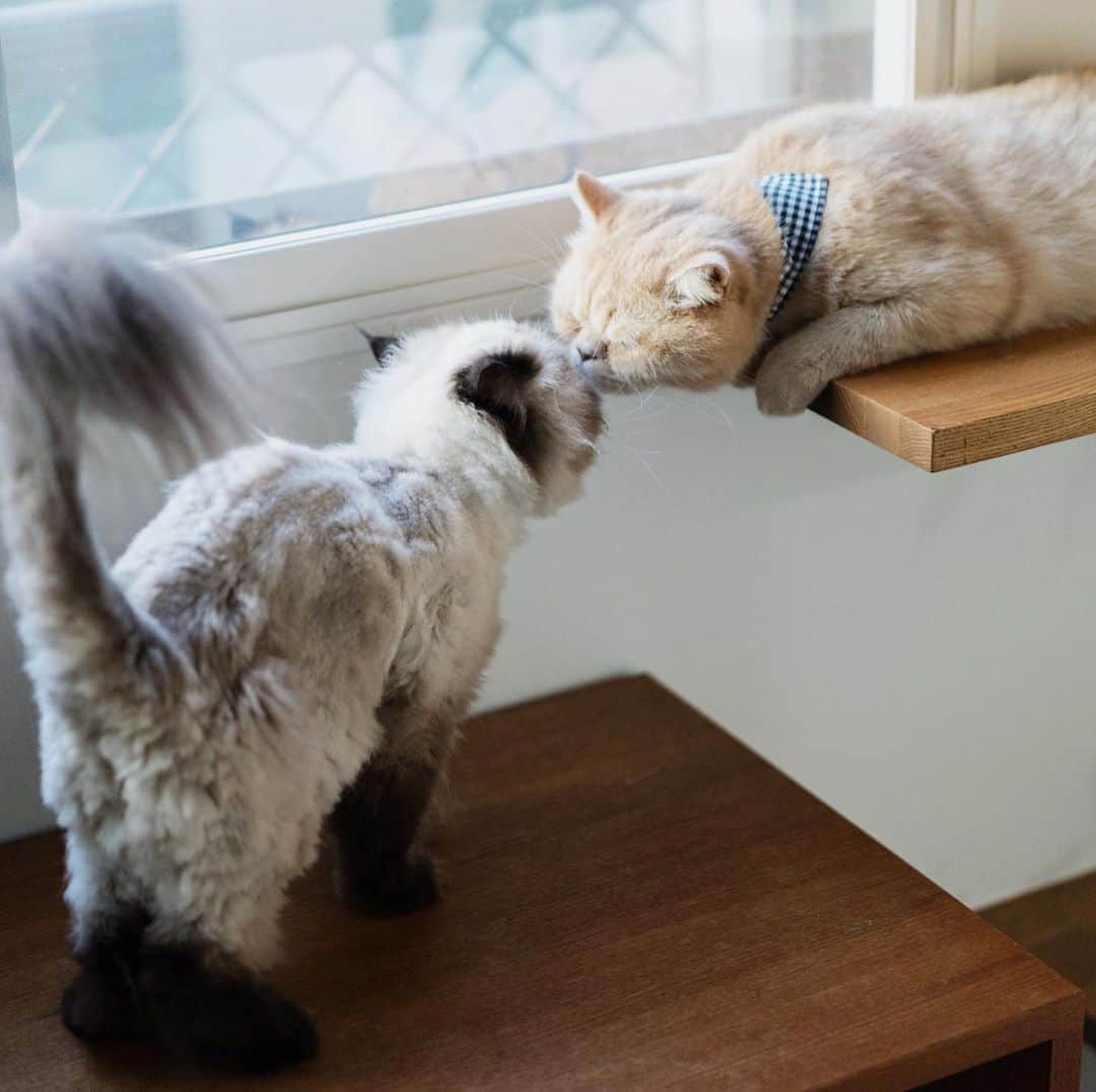 清水桜子さんのインスタグラム写真 - (清水桜子Instagram)「猫好きなのんちゃんに友だちができて良かったなぁ。」8月19日 6時32分 - sakuracos
