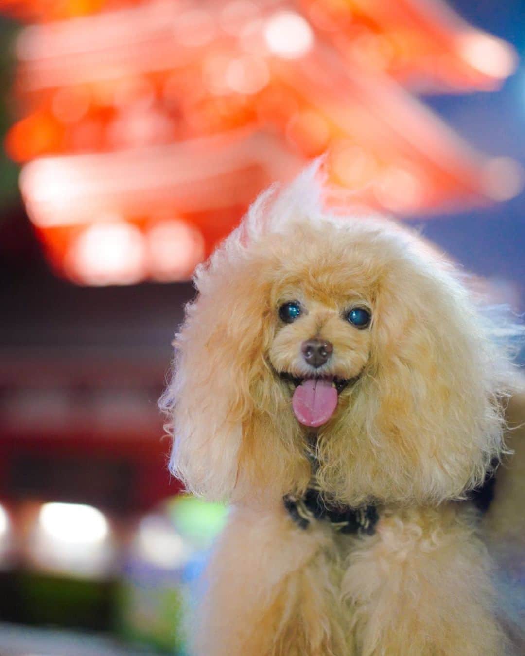 Toypoodle Mikuru?Asakusa Tokyoのインスタグラム：「20200818 Tuesday. Goodnight 👋🏻 . 夜の浅草寺。 20時過ぎだと涼しくなってお散歩しやすい♥️ . 夜景撮影練習📸 左手でスマホのライトで みくるん照らし。 右手でシャッターを押す。 ブレた写真ばかり量産しました😭 . リベンジ撮影は続く😓 . 📍浅草寺五重の塔 #zeiss55mm18 #asknowasdewan #よるんぽ」