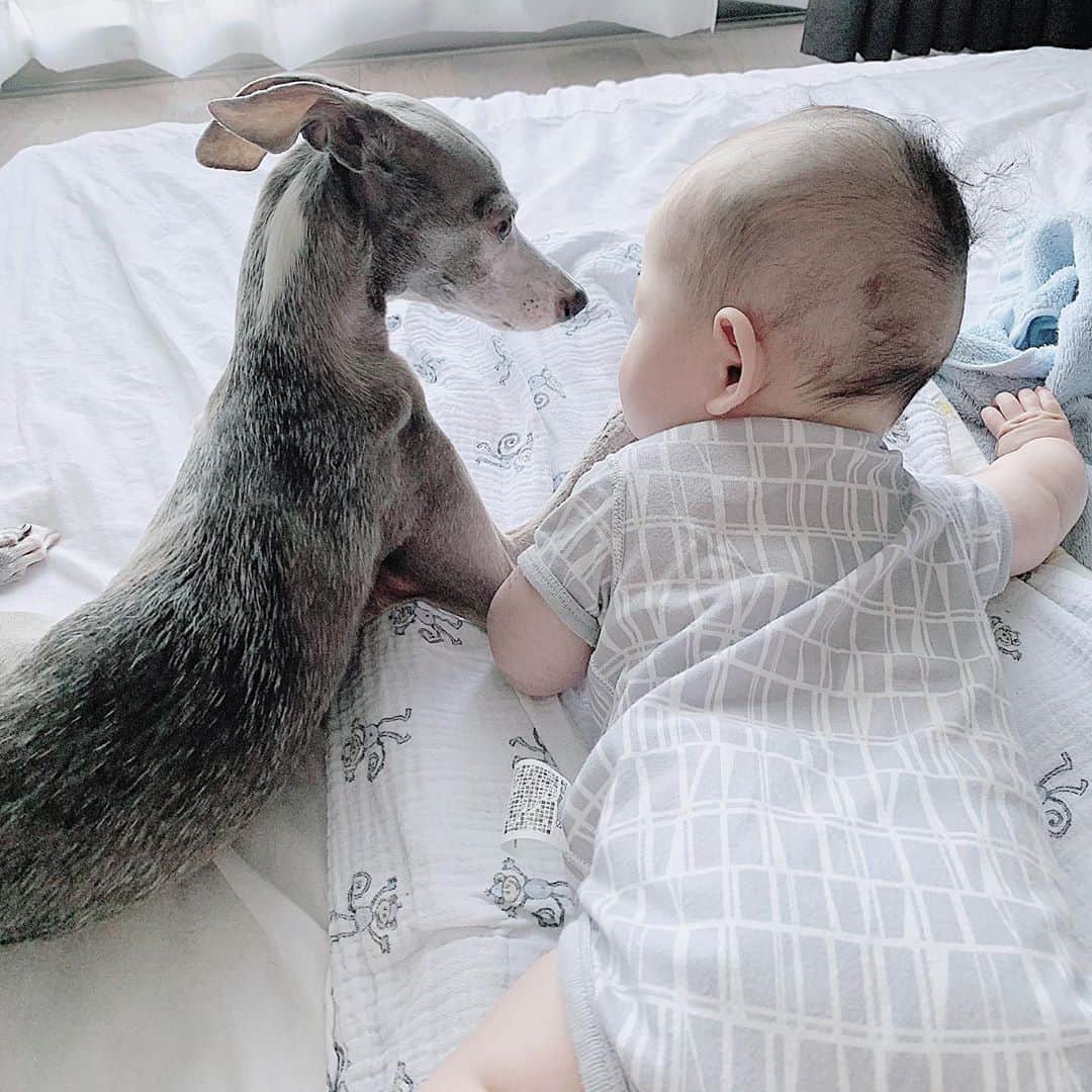 のインスタグラム：「* ***** They are whispering to each other.🐶👶❤️ ***** 息子が起きている時はハウルがいつも横にぴったんこ。 2人でコソコソとなにを話し合っているのでしょう…？ そしてなにより…私も仲間に入れておくれ〜😭✨ ***** #イタグレ#イタリアングレーハウンド#italiangreyhound#dogstagram#イタグレとの暮らし#iggysofinstagram#iggygram #iggylove#iggylife#犬のいる暮らし#イタグレ服#iggysoftheworld #iggysofinstagram #dogsofig #dogsofinstagram #犬好きな人と繋がりたい#おんせん県おおいた#新米ママ#生後5ヶ月#5ヶ月baby#5ヶ月ベビー#ベビスタグラム#babyanddog」