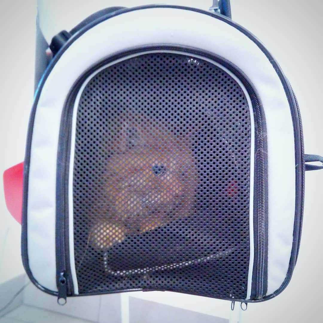 Homer Le Miaou & Nugget La Nugさんのインスタグラム写真 - (Homer Le Miaou & Nugget La NugInstagram)「We're back from the vet... Homer was not in a good mood, he refused the first try for the bloodwork on his front leg so we had to make an other on his back one, he tried to bite the vet so they had to put a muzzle on him in order to do it! No wonder why he is a "red code" there 😾  So first, good news: his hyperthyroïdie is under control and his levels are back to normal! Yay! 🙆🏻‍♀️ But, that good news lead us to a bad one: He is on kidney failure, early stage 3. There are 4 stages 😟 I've asked my vet to tell me how long he can live with that. 2 years. I know it seems like a long time but, for me, it is way way way too short! I act brave because i don't want him to feel my stress but i'm very sad and i have lots of fears... I hate this!!!😥😰😭 In the same time, 2 years is an average time and Homer is everything but average so i'm sure he will exceed all the expectations! Right? Yes!!!👍🏻 I know some of you have/are dealing with this too. How is it? Do you have a special treatment? Some kind of magic tips? A miracle recipe maybe? I kind of trust your experiences as much as my vet advices so... Thank you friends, we fluff you!💖」8月18日 21時54分 - homer_le_chat