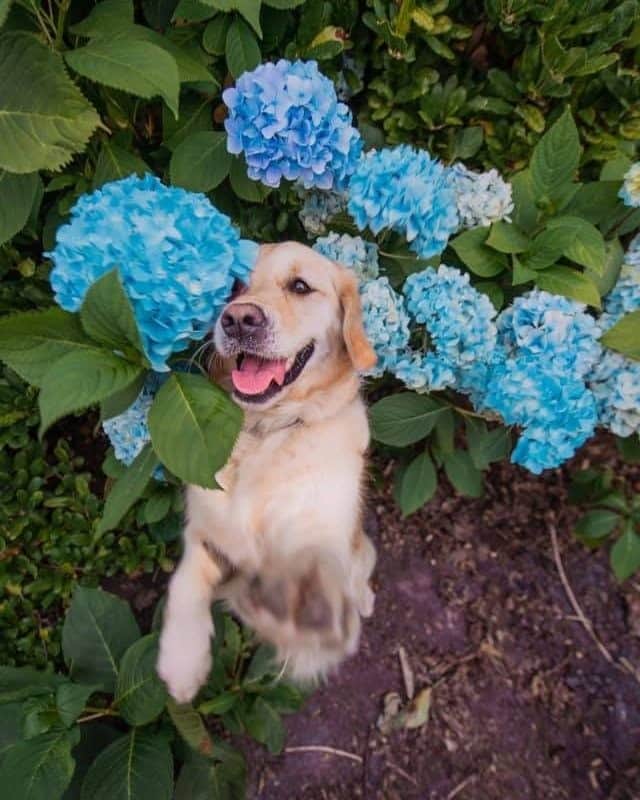 8crapさんのインスタグラム写真 - (8crapInstagram)「I found these flowers and I love them! 😝 - Hashtag #barkedtongueout on your doggo’s tongue out photos/videos and get a chance to be featured! - 📷 @luluthelondoner - #barked #tongueouttuesday #tot #👅 #😛 #dog #doggo #GoldenRetriever」8月18日 22時00分 - barked
