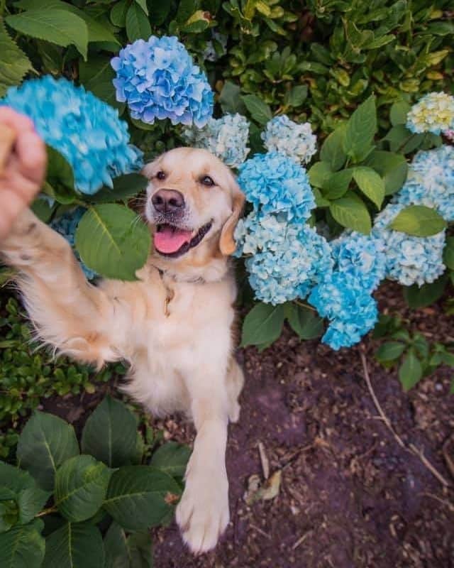 のインスタグラム：「I found these flowers and I love them! 😝 - Hashtag #barkedtongueout on your doggo’s tongue out photos/videos and get a chance to be featured! - 📷 @luluthelondoner - #barked #tongueouttuesday #tot #👅 #😛 #dog #doggo #GoldenRetriever」
