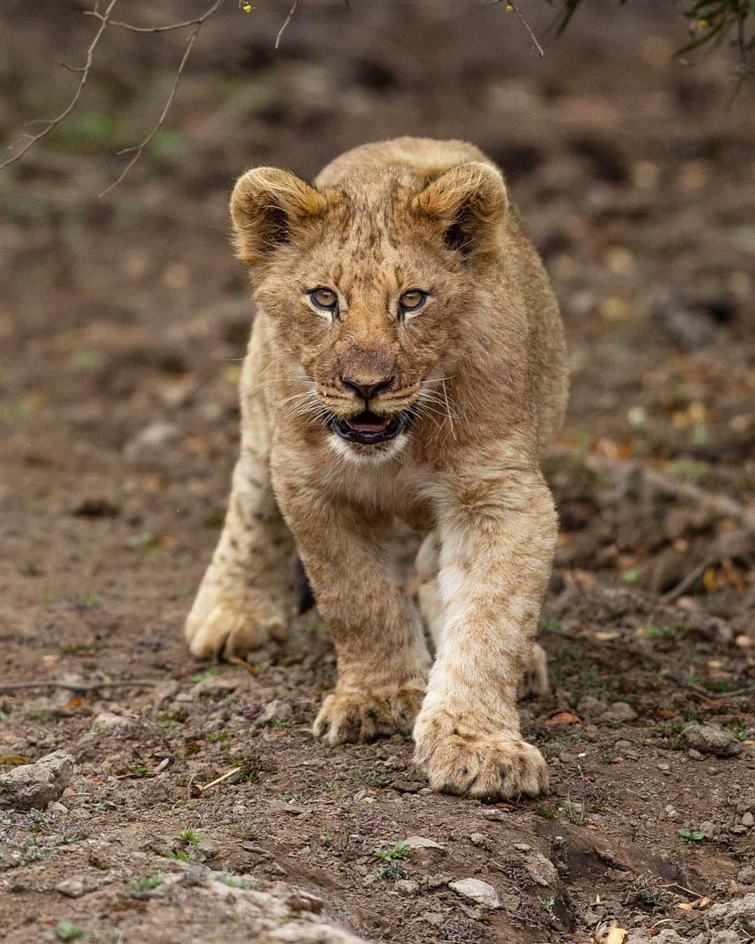 Kevin Richardson LionWhisperer さんのインスタグラム写真 - (Kevin Richardson LionWhisperer Instagram)「Finally managed to take a decent snap of this little chap. He’s been eluding me for weeks. Today I was driving in to the park and something was niggling me, telling me to go and have a look for this little guy. I drove to an area where I know they like to hang out and just as I was driving over a low water bridge, in my peripheral vision, a colour that could only be a lion caught my eye. As soon as I stopped my car he ran into the bush and I thought the whole gig was over. After a while his curiosity got the better of him and he reappeared. As he realised I wasn’t there to ‘cubnap’ him, he got more brave and posed nicely for a few pics. I felt slightly flat this morning, coming into work but after this sighting I felt invigorated! I’d just had my morning dopamine fix and was ready to tackle the day! 💪🏼💪🏼  This single cub belongs to a single lioness who isn’t part of any pride currently. She mated with a male who moves through the area but since then we haven’t seen them together again. She seems to like being on her own and has done an incredible job raising this cub.」8月18日 22時23分 - lionwhisperersa