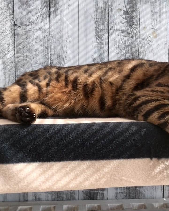 Celeb Bengal Cat · Simbaのインスタグラム：「Forget yesterday, live for today. Tomorrow will take care of itself. Music:  @asaprocky 🎧」