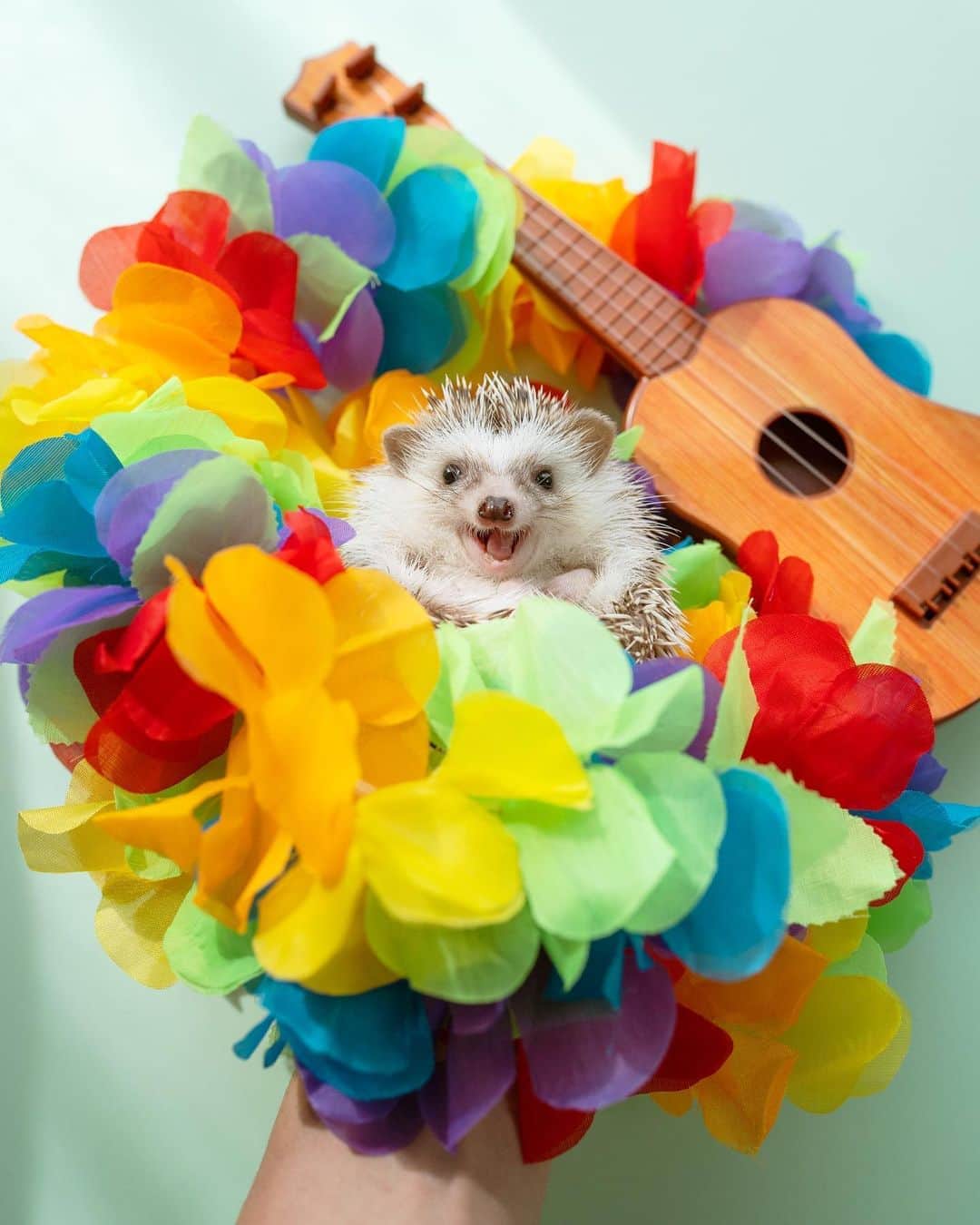 ダーシーのインスタグラム：「Aloha everyone🦔🤙🏻❤️💛💚💙💜✨  ①Koala 8/18/2020 ②Chopin 8/27/2019 Photoshopped」