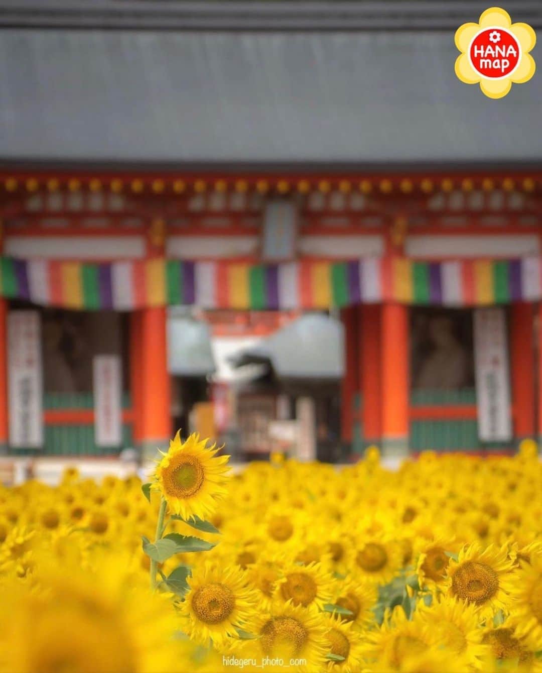 はなまっぷ❁日本の花風景さんのインスタグラム写真 - (はなまっぷ❁日本の花風景Instagram)「🌸はなまっぷ🌸 *  @hidegeru_photo_com さんの 花のある風景に花まるを💮 * お寺の雰囲気にもよく似合う素敵な向日葵畑をありがとうございます😊🌸 * 千葉 #満願寺 Manganji Temple, Chiba Pref. * 🌼ヒマワリの花言葉📝🌼 あなたを見つめる、愛慕 * 見頃を過ぎている場所もご紹介しています。お出かけの際はHP等で最新の情報をご確認くださいね🙏🌸 * 🌸•••🌸•••🌸•••🌸•••🌸•••🌸 * いつも素敵なお花をありがとうございます😊 日本の花のある風景にタグ付けしてください🌸 お花があれば何でもOKです💓 * #はなまっぷ * #日本の美しい花風景#花のある風景#花#花言葉#風景#ヒマワリ#向日葵#ひまわり畑#ヒマワリ畑」8月18日 23時23分 - hanamap