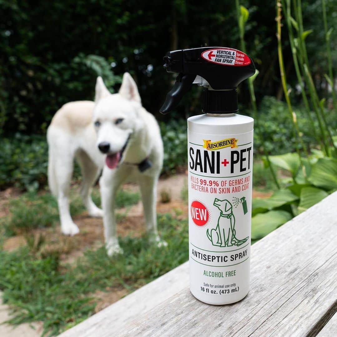 The Dogistさんのインスタグラム写真 - (The DogistInstagram)「Elsa steps in all kinds of stuff, especially at the dog park. We’ve been washing our hands and using hand sanitizer a lot more recently, so we’ve been doing the same for Elsa with SaniPet by @absorbine_pet before she gets in the car or comes back in the house. This quick, pet-safe sanitizer spray kills 99.9% of germs that she tracks into the house, which is especially important right now. What kind of stuff does your dog step in? Purchase your own at the link in bio! #ad」8月18日 23時32分 - thedogist