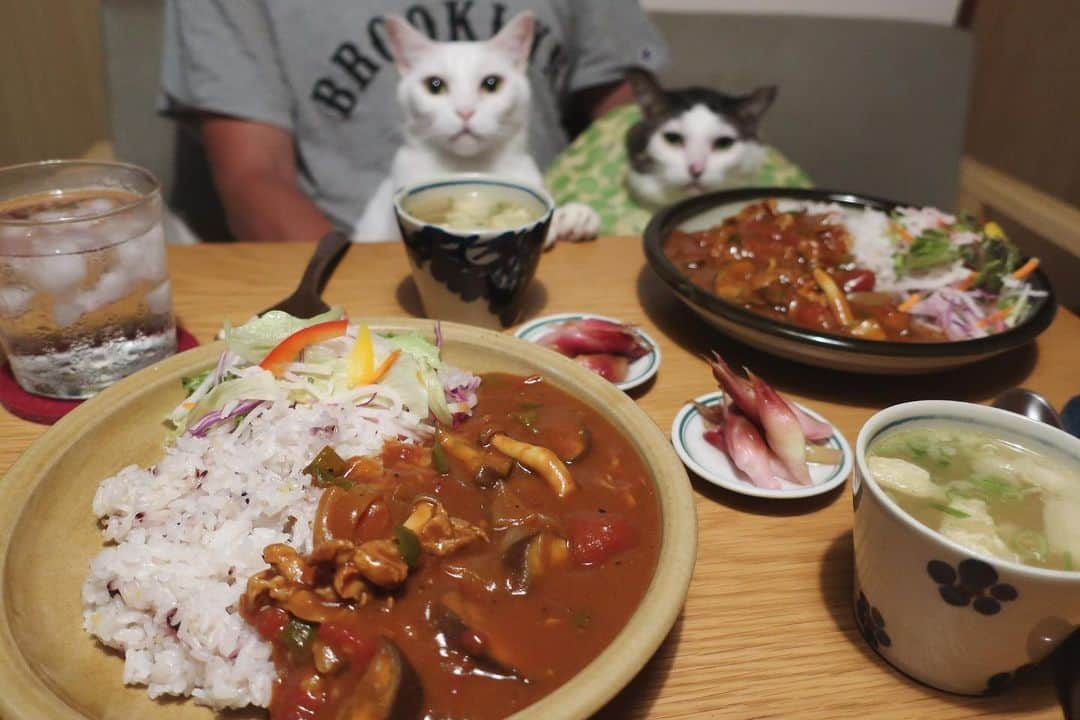 八、おこめさんのインスタグラム写真 - (八、おこめInstagram)「カレーって良いよね〜🍛🥄 頂き物のお山のミョウガは甘酢漬けにしたら美味しい〜✨ 野菜が高くてビビる…だからサラダはカット野菜♩ #カレーライス #八おこめ #ねこ部 #cat #ねこ #猫 #ネコ #八おこめ食べ物」8月18日 23時35分 - naomiuno