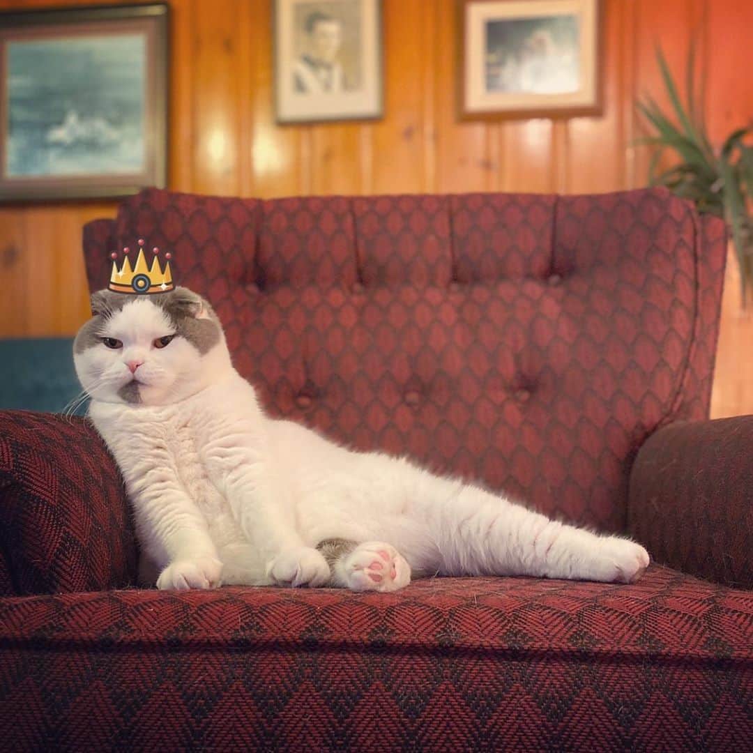 サイモンとマルティナのインスタグラム：「=^ㅅ^= King Meemers sends a Royal decree across the land: “sorry mom, this chair now belongs to me, The Meems.”」
