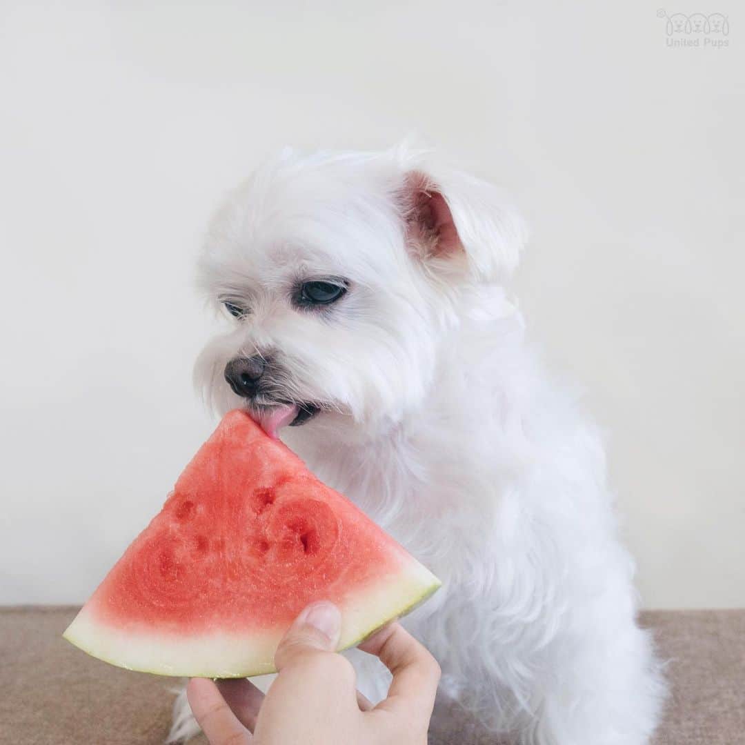 hi.arodさんのインスタグラム写真 - (hi.arodInstagram)「I licked it so now it's mine😏! Have u tasted watermelon yet?🍉 ・・  #watermelonlover#summertime#ilovewatermelon#eatwatermelon#yummy#ilovefruits#snacc#fruitlover#summerfruit#🍉#watermelon🍉#watermelonsugar#수박#맛있는#sharingiscaring#sharingiscaring❤️#watermelonjuice#summerfood#sharingfood#pawsup#yummyyummy#malteseofficial#malteselover#malteselovers#Maltesers#malteseofinstagram#maltesedog#malteseoftheday#malteseworld#maltese」8月18日 23時44分 - hi.arod