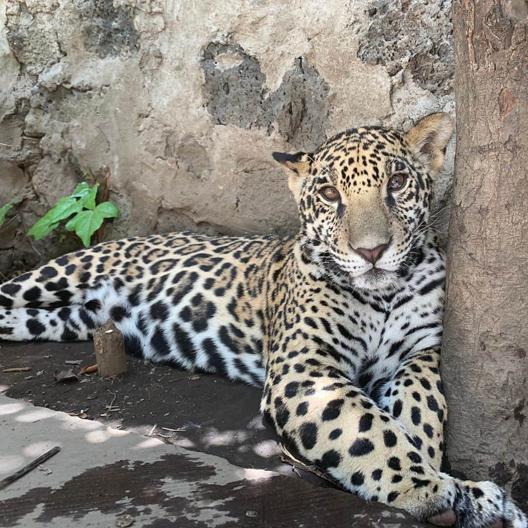 Black Jaguar-White Tiger さんのインスタグラム写真 - (Black Jaguar-White Tiger Instagram)「“Feeling cute. Might delete later...” #AztecsPrideBJWT #SaveJaguars」8月19日 0時20分 - blackjaguarwhitetiger