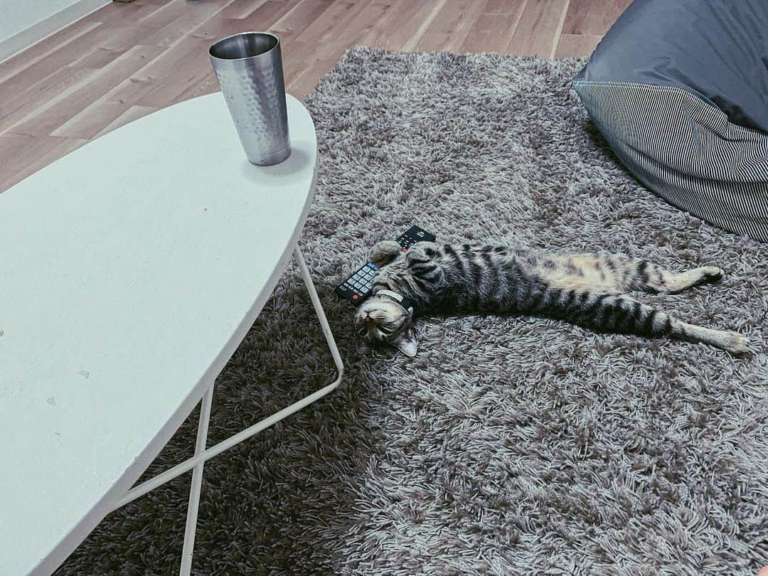 室加奈子さんのインスタグラム写真 - (室加奈子Instagram)「無防備すぎる猫😌すき😌😌 #猫　#無防備　#cat #catstagram  #猫犬　#多頭飼い」8月19日 0時29分 - kaaaanako.20