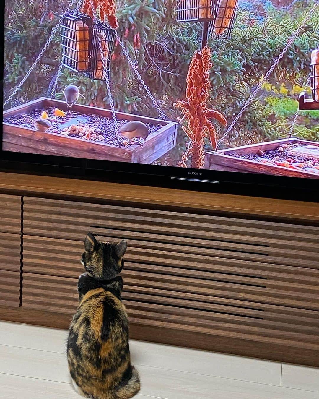 津田大介のインスタグラム：「WIREDのこの記事 https://wired.jp/2015/12/25/best-gifts-for-cats/  読んで気になってたネコが夢中になるというDVD「GoCat Cat Dreams」（絶版プレミア価格になっててお高い）を買うかどうか、ながらく逡巡していたんですが、買って大正解でしたよね……。」