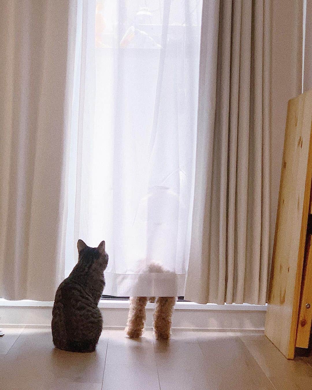 室加奈子のインスタグラム：「こんなんもちろん即待受😩💓 外が気になるむーたん🐻と それが気になるぺーちん🐰 #犬　#猫　#トイプードル　#キジトラ #犬猫　#多頭飼い」