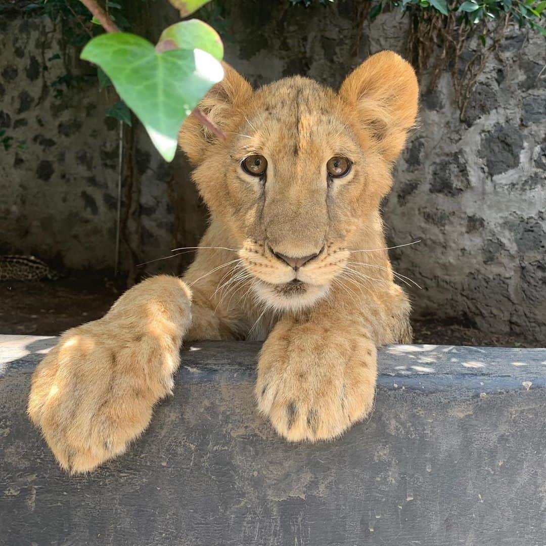 Black Jaguar-White Tiger さんのインスタグラム写真 - (Black Jaguar-White Tiger Instagram)「Another cutie... #SaveLions」8月19日 0時52分 - blackjaguarwhitetiger