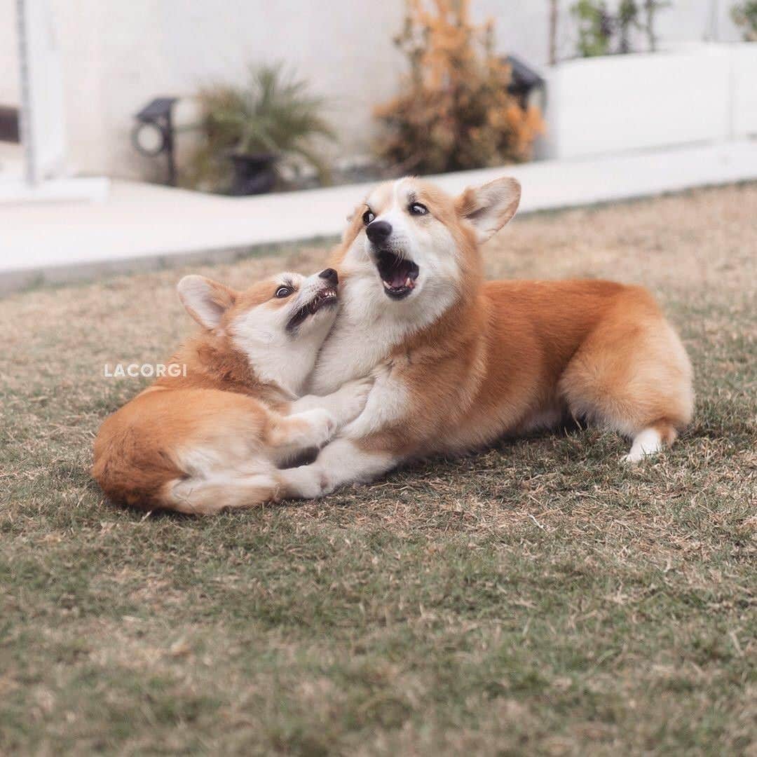のインスタグラム：「Caption this. - 📷 @lacorgi - #barked #dog #doggo #puppy #pupper #Corgi #CorgiPuppy」