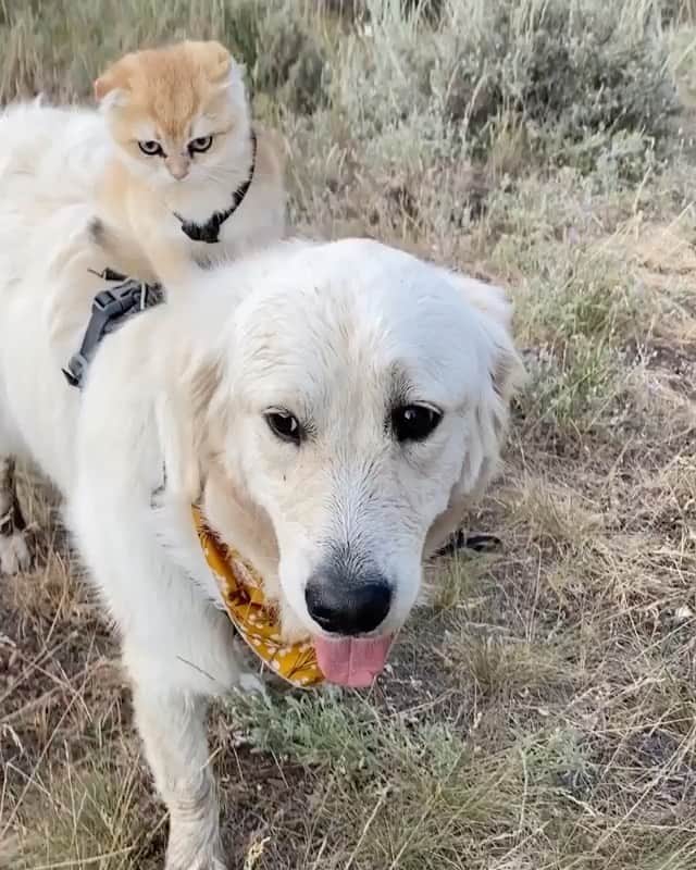 Bolt and Keelのインスタグラム：「Check out these @adventrapets and BFFs ➡️ @calvin.andco  . Cleo and Samson sure are a cute adventure duo! 🐶🐱 ———————————————— Follow @adventrapets to meet cute, brave and inspiring adventure pets from all over the world! 🌲🐶🐱🌲  • Tag us in your posts to get your little adventurer featured! #adventrapets ————————————————」