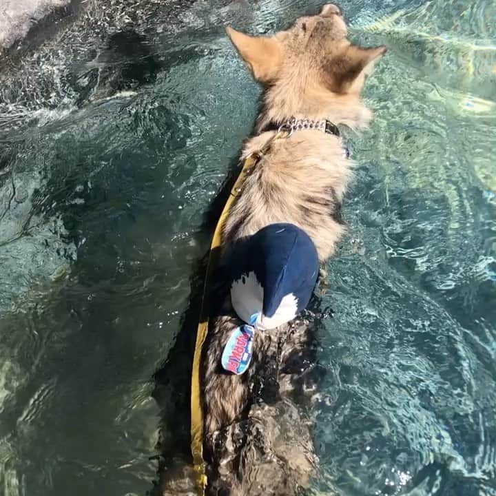 のインスタグラム：「SHARK!!!!!!  . . Lucan, our Wolf Ambassador trying out his Shark Impression!  . . #sharkweek @discovery @barkbox #shark #landshark #babyshark #lucan #wolfambassador #wolfswimming #wolves #wolf #wolfdog #wolfdogsofinstagram #wolfpack #wolfhybrid #conservation #canid #sandiego #barkbox #sharkfin #dogs #dog #doglife」