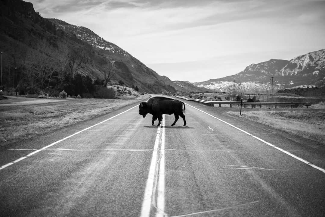 Cory Richardsさんのインスタグラム写真 - (Cory RichardsInstagram)「Shot on #assignment for @natgeo in Yellowstone National Park」8月19日 1時58分 - coryrichards