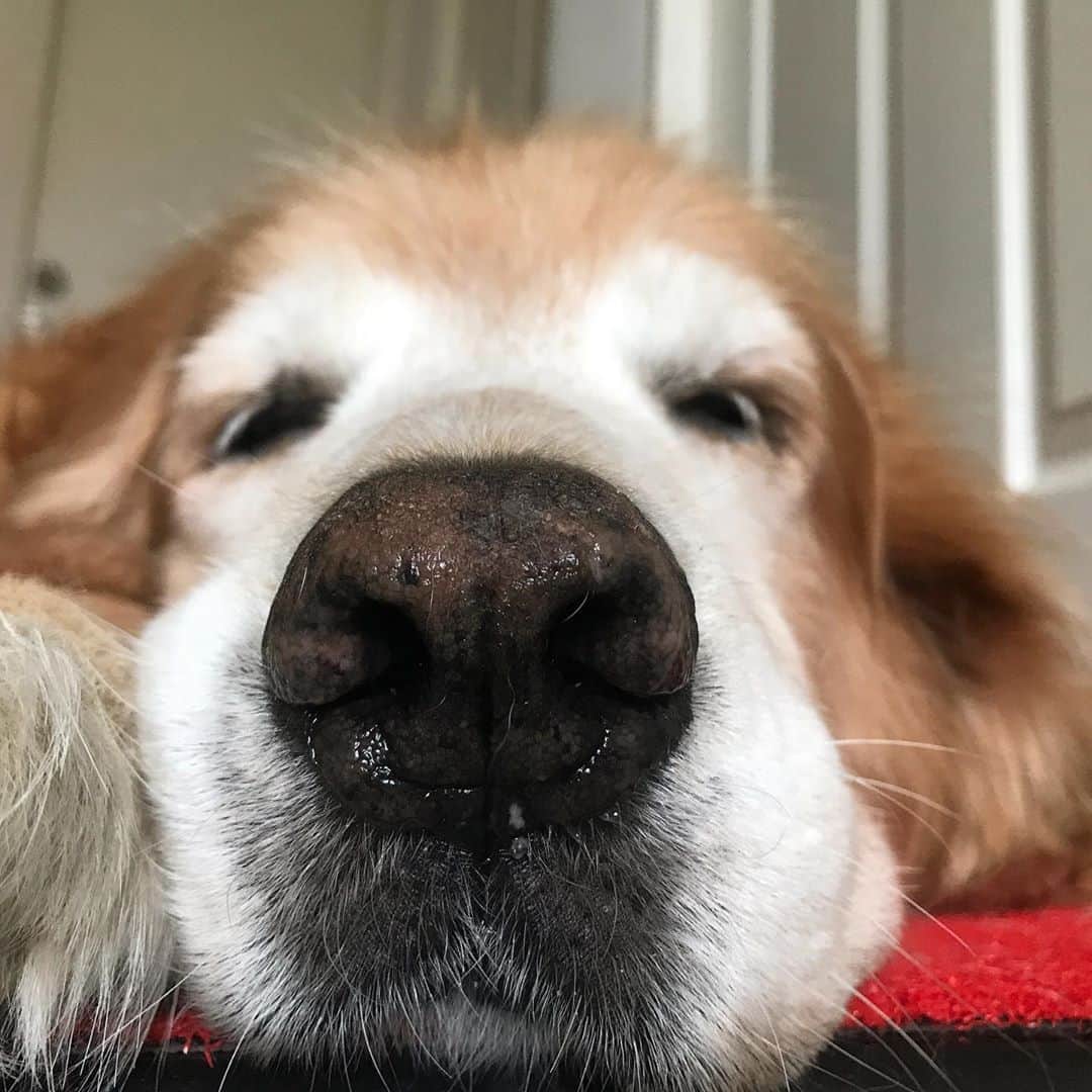 Hoykong&Plamuekのインスタグラム：「White face #hoykong #goldenretriever」