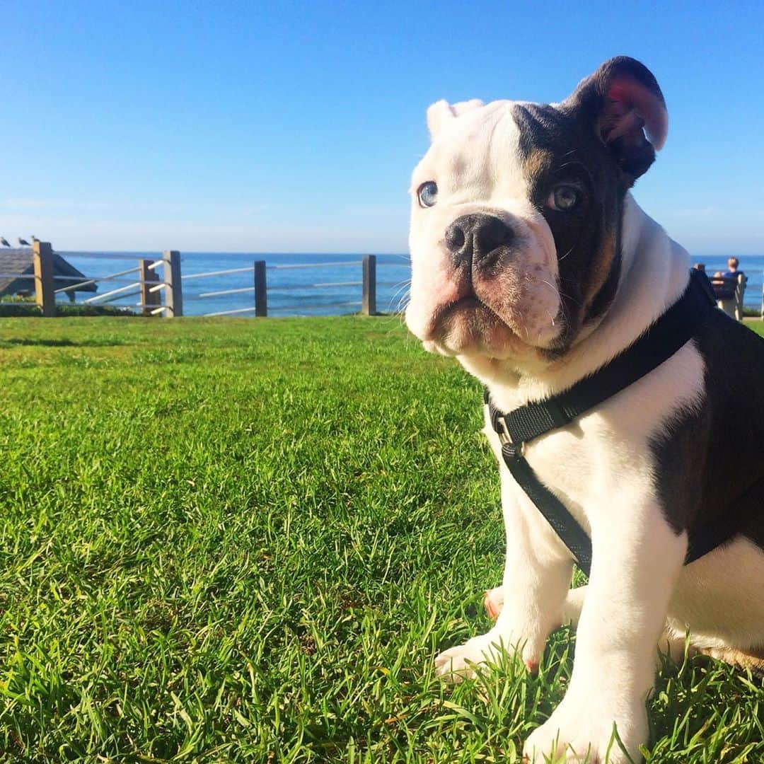 Bodhi & Butters & Bubbahさんのインスタグラム写真 - (Bodhi & Butters & BubbahInstagram)「Birthday Angel 😇 🐶🦋🌤  #bulldogstuff #bulldogstuffbesties #bulldog #bulldogsofig #squishyfacecrew #englishbulldog #bulldogpuppy #weeklyfluff #dogsofinstagram #igbulldogs #bulldoglife #bulldogs #bulldoglove #puppy #puppylove #puppiesmakemehappy #vegan #govegan #vegandog」8月19日 3時09分 - keonistuff