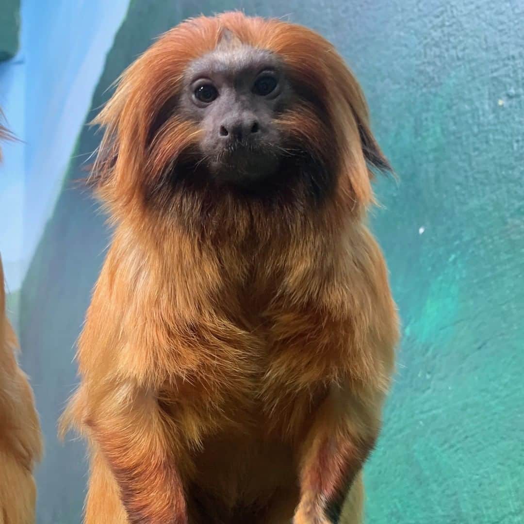 スミソニアン国立動物園さんのインスタグラム写真 - (スミソニアン国立動物園Instagram)「We are sad to share that Izzy, our 7-year-old golden lion tamarin, died while giving birth overnight Aug. 9. She had been pregnant with two offspring; sadly, neither survived. Izzy received a recommendation from the Association of Zoos and Aquariums’ Species Survival Plan to breed with the Zoo’s male golden lion tamarin, Pedro. Small Mammal House keepers had been closely monitoring her for the past several weeks and observed her behaving normally the day before.    Keepers fondly remember Izzy for her bold and fearless nature. She was often the first to figure out new enrichment puzzle feeders and toys. She was also a master at stealing food from an older male two-toed sloth named Vlad, with whom she shared an exhibit.    Izzy came to the Smithsonian’s National Zoo from Micke Grove Zoo in California in 2016. In 2018, she and another male, Mo, produced an offspring, Carolina, who recently moved to Prospect Park Zoo in New York to join their breeding program. The median life expectancy for golden lion tamarins in human care is approximately 8 years old. Izzy will be dearly missed by our Zoo community.    Native to South America, golden lion tamarins are endangered social primates that live in groups of two to eight family members in the canopies of Atlantic coastal forests of southeastern Brazil. Their reddish-gold fur and mane gives them a striking appearance. Only about 2,500 live in the wild, and an additional 500 live in zoos worldwide.」8月19日 3時38分 - smithsonianzoo